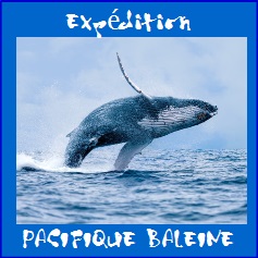 En quête de baleines