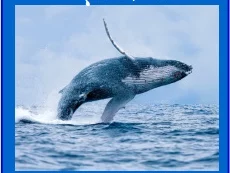 Pacific Whale