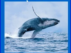 Pacifique Baleine