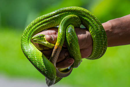 Enquête "Snake man est mort" grandeur nature